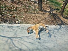 -西安秦岭野生动物园