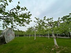 -上海海湾国家森林公园