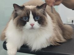-爱洗澡的猫(望京店)