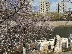 -桃花堤公园