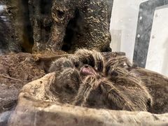 -酷以爬仙阁实体爬宠店·守宫·蜥蜴·专业繁育