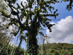 -黄埔油麻山森林公园