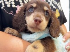 -萌宠之家·腊肠犬·马尔泰·小体犬舍