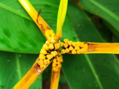 -海南热带野生动植物园