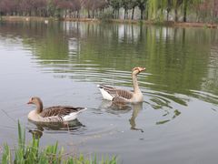 -西安浐灞国家湿地公园