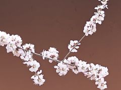 -桃花堤公园