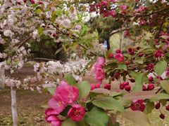 -长白岛森林公园