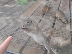 -北京鹿世界主题园