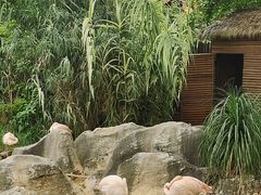 -昆明动物园