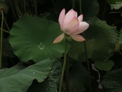 -龙头寺公园