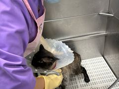 -北京观赏动物医院·24小时大型综合·猫专科·异宠专科