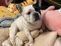 -佳雯宠物医院(金华南路分院)