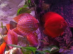 -上海海洋水族馆