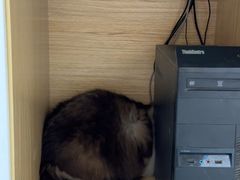 -瑞派·关忠动物医院·猫专科·犬专科(三环新城店)