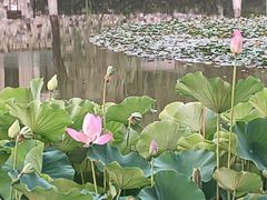 -西安市长乐公园