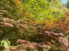 -上海佘山国家森林公园天马山园