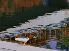 -金砂公园