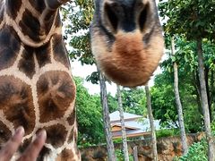 -清迈夜间动物园