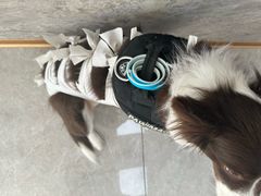-良伴无忧宠物医院(泰欣嘉园店)