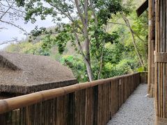 -西双版纳原始森林公园