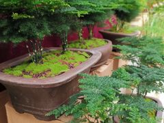 -秦美花卉(天朗·莱茵小城2期店)