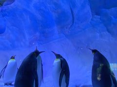 -海合安成都极地海洋公园