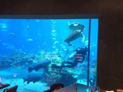 -海棠湾洲际-涛·海底餐厅·龙虾·牛排·美人鱼
