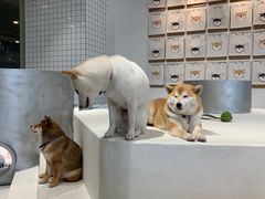 -柴务处·柴犬主题狗咖