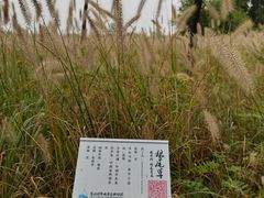 -翠湖国家城市湿地公园