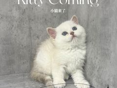 -小猫来了·猫舍(红山六九七九店)