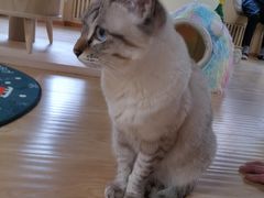 -猫和宫(六道口店)