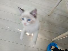 -喵的天空名猫咖啡馆·撸猫·猫舍·用品