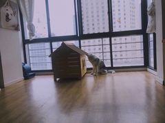 春杏-Husky Go! 哈士奇体验馆·宠物咖啡厅狗咖