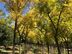 -永定河休闲森林公园
