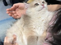 -琪喵猫屋·撸猫猫咖·猫舍
