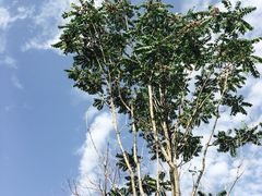 -茯茶镇