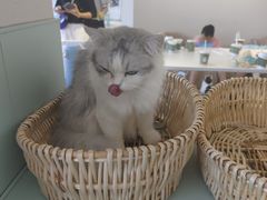 -怪兽屋·羊驼·猫咖·狗咖(俊华广场店)