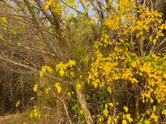 -盘龙城国家考古遗址公园