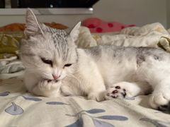 -pd派德宠物中心医院24H急重症·眼科中心·血液透析中心(嵩山北路店)