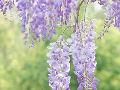 -合肥滨湖国家森林公园