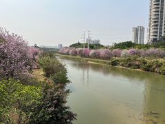 -广东花都湖国家湿地公园