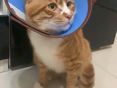 -瑞派动物医院·猫专科·至诚(江南中分院)