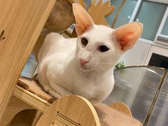-飞行喵MR PILOT|猫舍·猫咖(静安大融城店)
