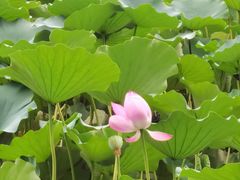 -莲池书院博物馆