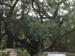 -广东天露山旅游度假区