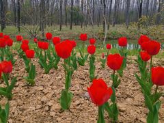 -合肥滨湖国家森林公园