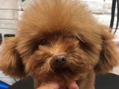 -Goku PET SHOP宠物视觉生活馆(双井店)