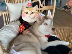 -Husky Go! 哈士奇体验馆·宠物咖啡厅狗咖