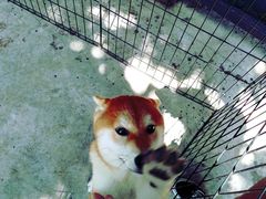 -柴犬高等学院·狗咖·柴犬售卖·宠物训练