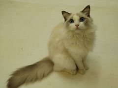 -猫遇摄影工作室
